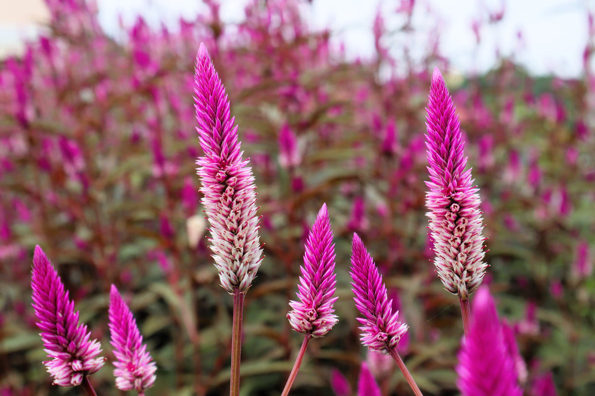 100 FLAMINGO FEATHER Wheat CELOSIA Spicata Pink & White Flower Seeds