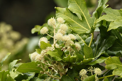 10 JAPANESE FATSI Shrub Flower Paperplant Fatsia Aralia Japonica Seeds