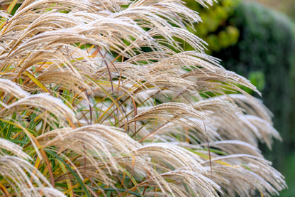 10 RED MAIDEN GRASS Miscanthus Sinensis Plumes Ornamental Flower Seeds