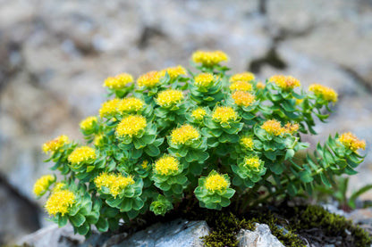 25 ROSEROOT STONECROP Golden Rose Root Sedum Rhodiola Rosea Yellow Succulent Flower Seeds
