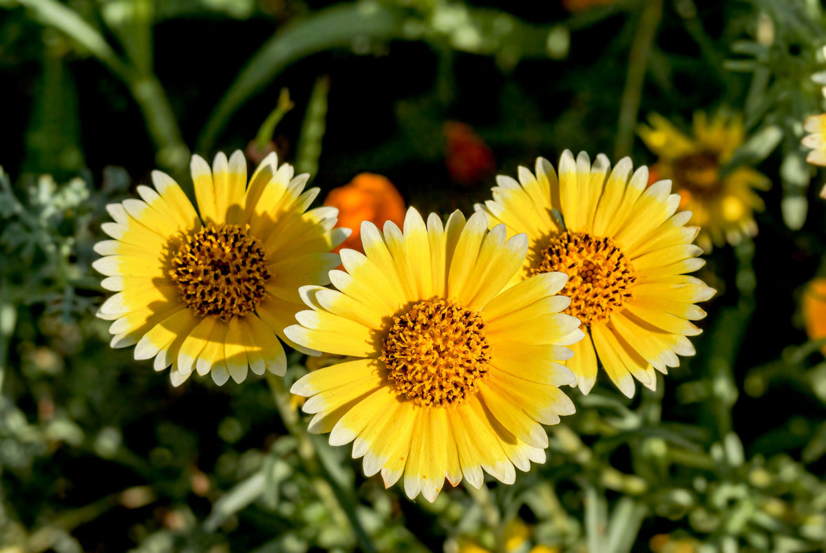 500 TIDY TIPS Layia Platyglossa Native Yellow & White Flower Seeds