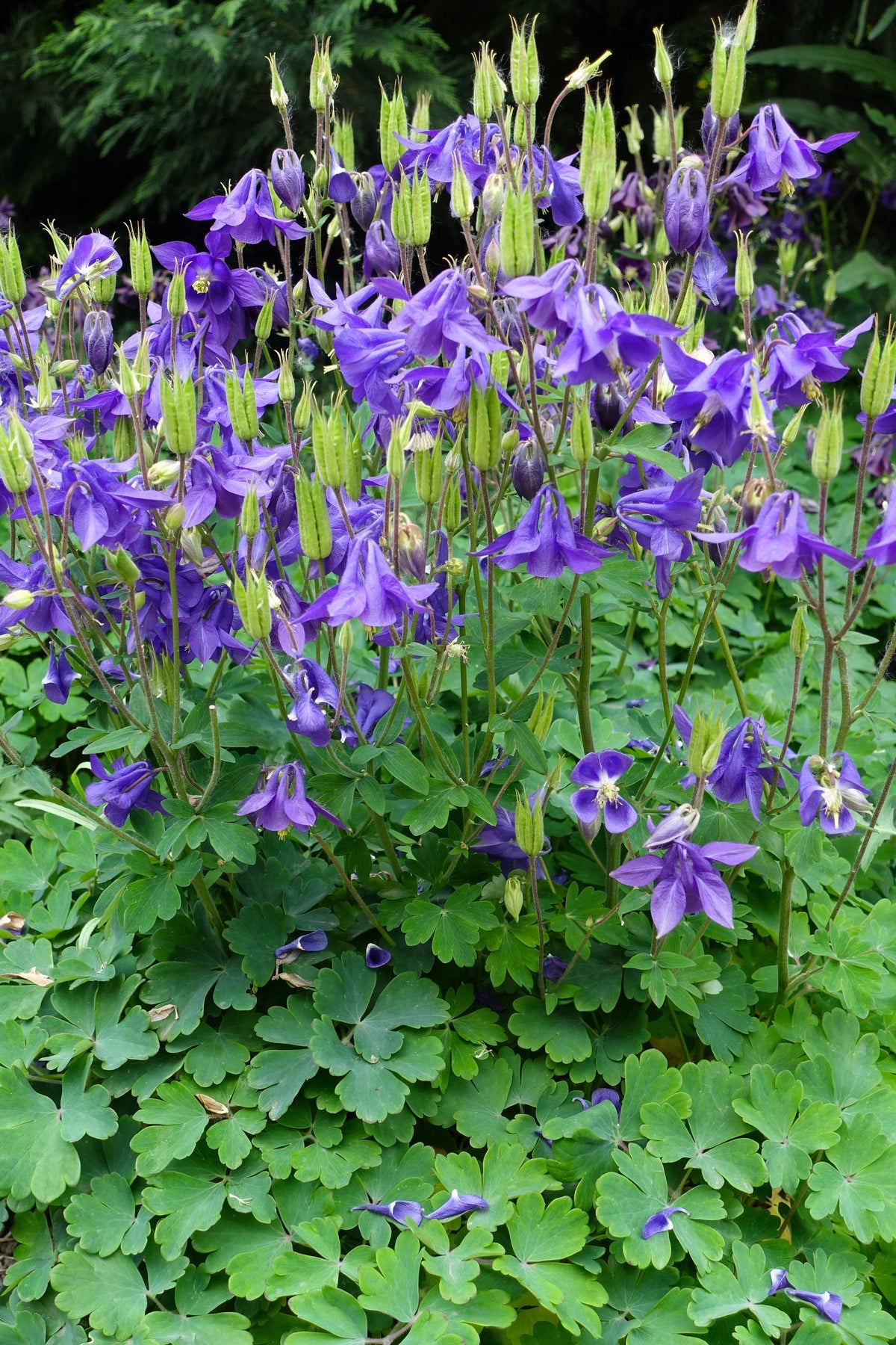 100 PURPLE COLUMBINE Aquilegia Vulgaris Flower Seeds