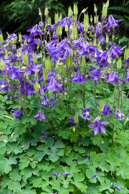 100 PURPLE COLUMBINE Aquilegia Vulgaris Flower Seeds