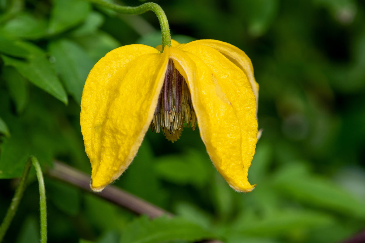 10 Yellow CLEMATIS RADAR LOVE Vine Climber Clematis Tangutica Flower Seeds