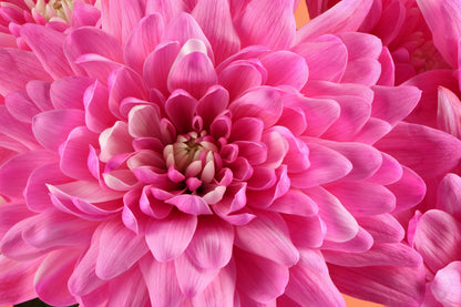 50 Mixed Colors INDIAN CHRYSANTHEMUM Indicum Hardy Mum Double Red Yellow Pink Orange Purple Bicolor Flower Seeds