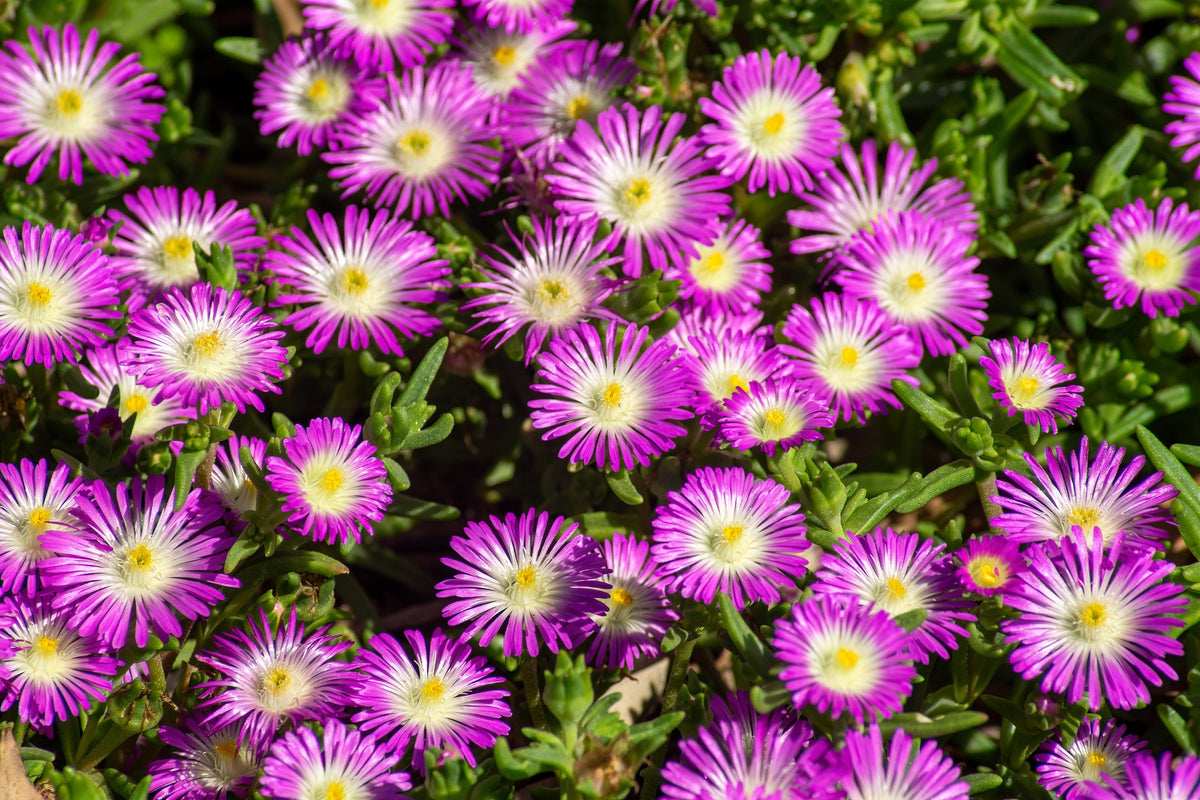 25 STARDUST ICE PLANT Mesembryanthemum Delosperma Floribunda Perennial Purple & White Flower Seeds