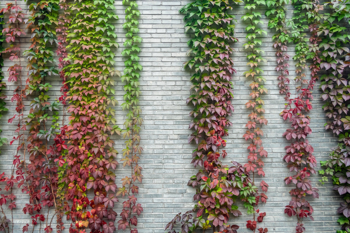 10 BOSTON IVY ( Bostonian Ivy / Wall Ivy ) Parthenocissus Tricuspidata Veitchii Vine Flower Seeds