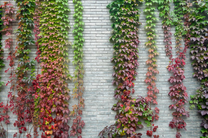 10 BOSTON IVY ( Bostonian Ivy / Wall Ivy ) Parthenocissus Tricuspidata Veitchii Vine Flower Seeds
