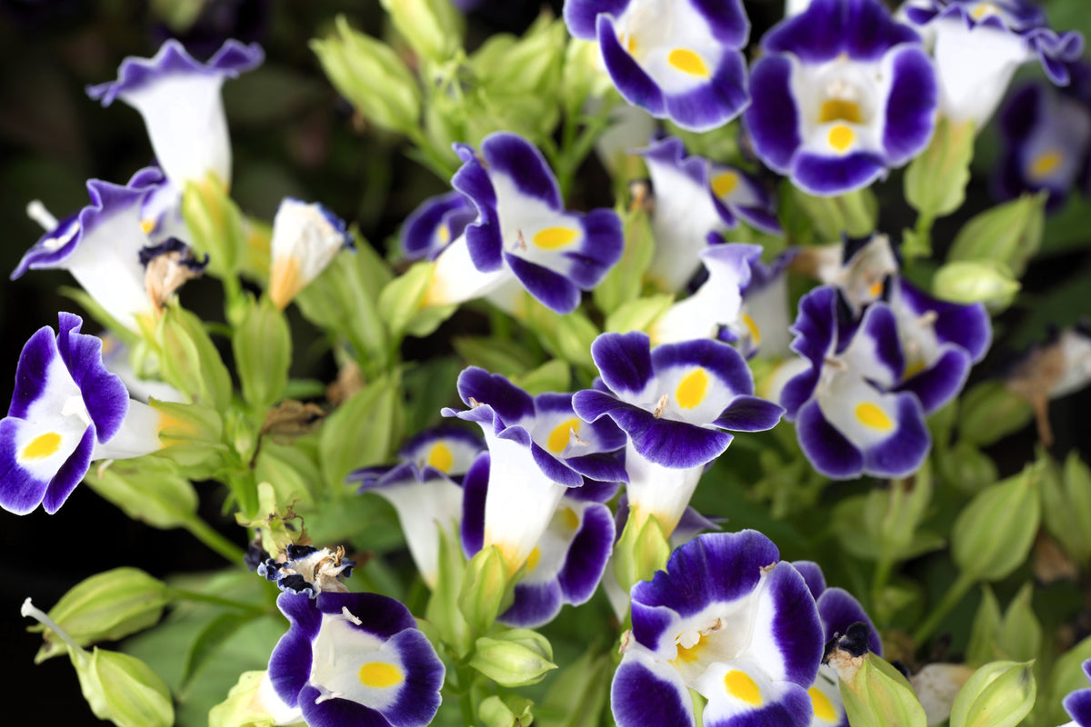 10 KAUAI MIX TORENIA Fournieri Sun or Shade Wishbone Flower Seeds - Mixed Colors 2 Tone Blue Red Pink