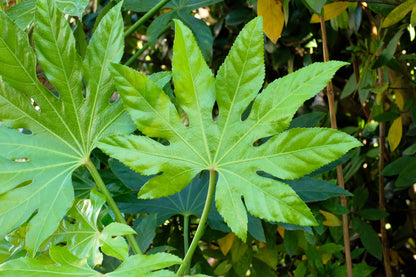 10 JAPANESE FATSI Shrub Flower Paperplant Fatsia Aralia Japonica Seeds