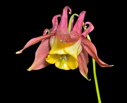 100 ORIENTAL COLUMBINE Plum & White Aquilegia Vulgaris Flower Seeds