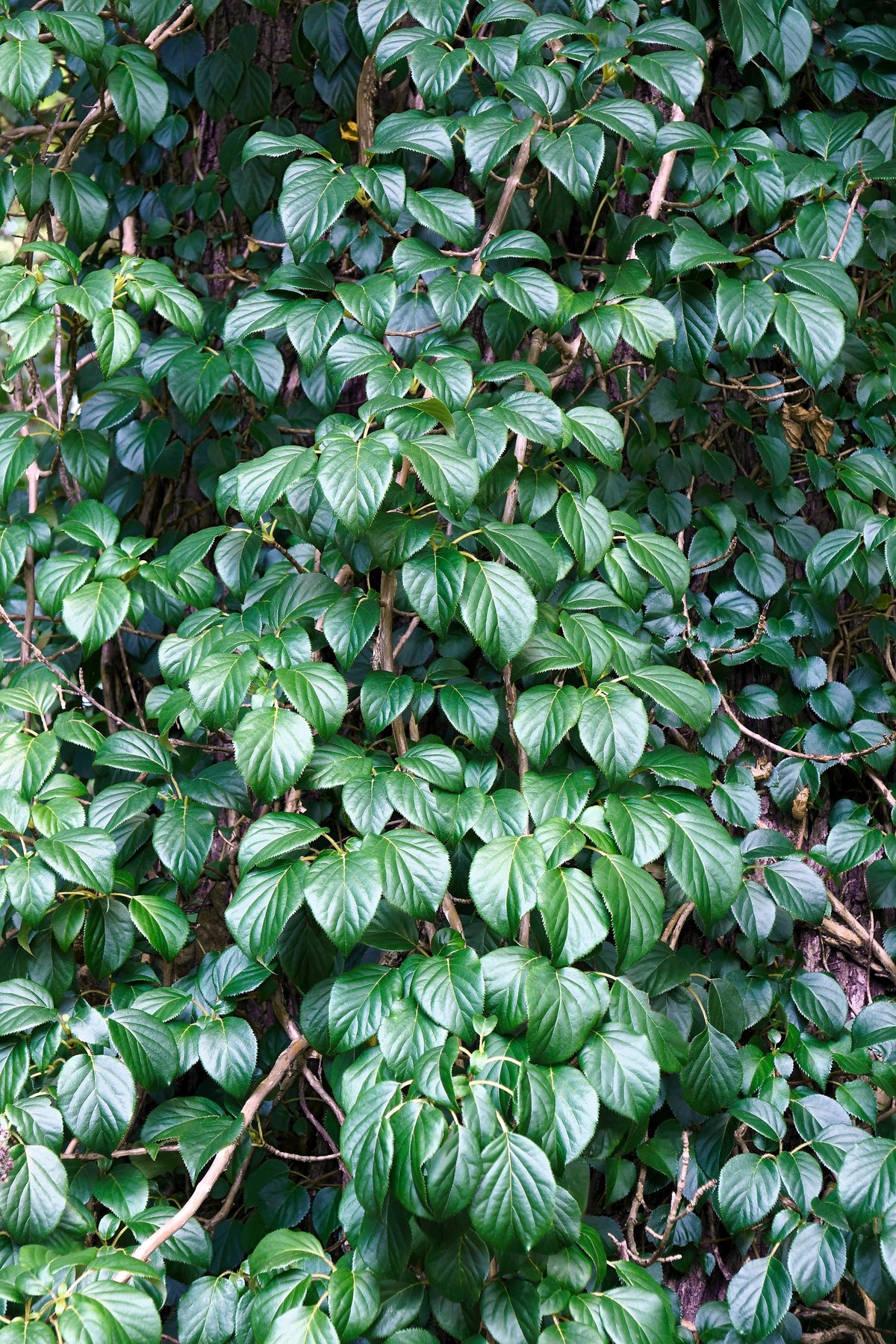 50 JAPANESE HYDRANGEA VINE White Flower Schizophragma Hydrangeoides Seeds