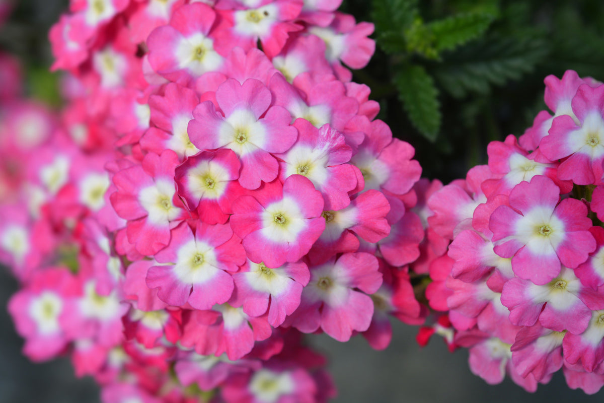 100 MIXED COLORS VERBENA Hybrida Compacta Flower Seeds