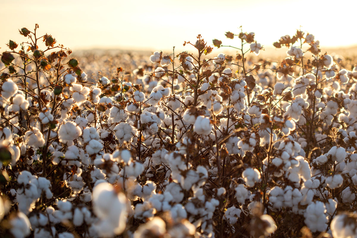 25 WHITE COTTON Gossypium Hirsutum Plant Seeds