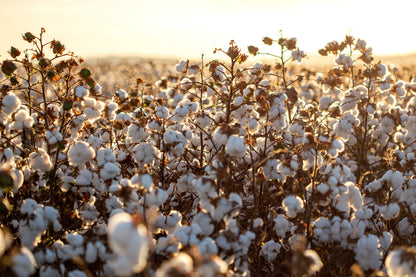 25 WHITE COTTON Gossypium Hirsutum Plant Seeds