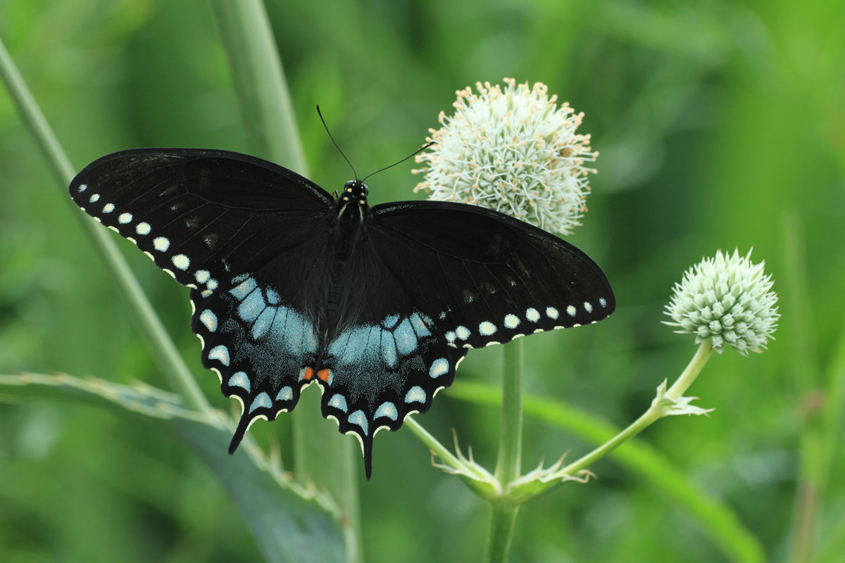 200 RATTLESNAKE MASTER / Button Snakeroot  Eryngium Yuccifolium Flower Seeds