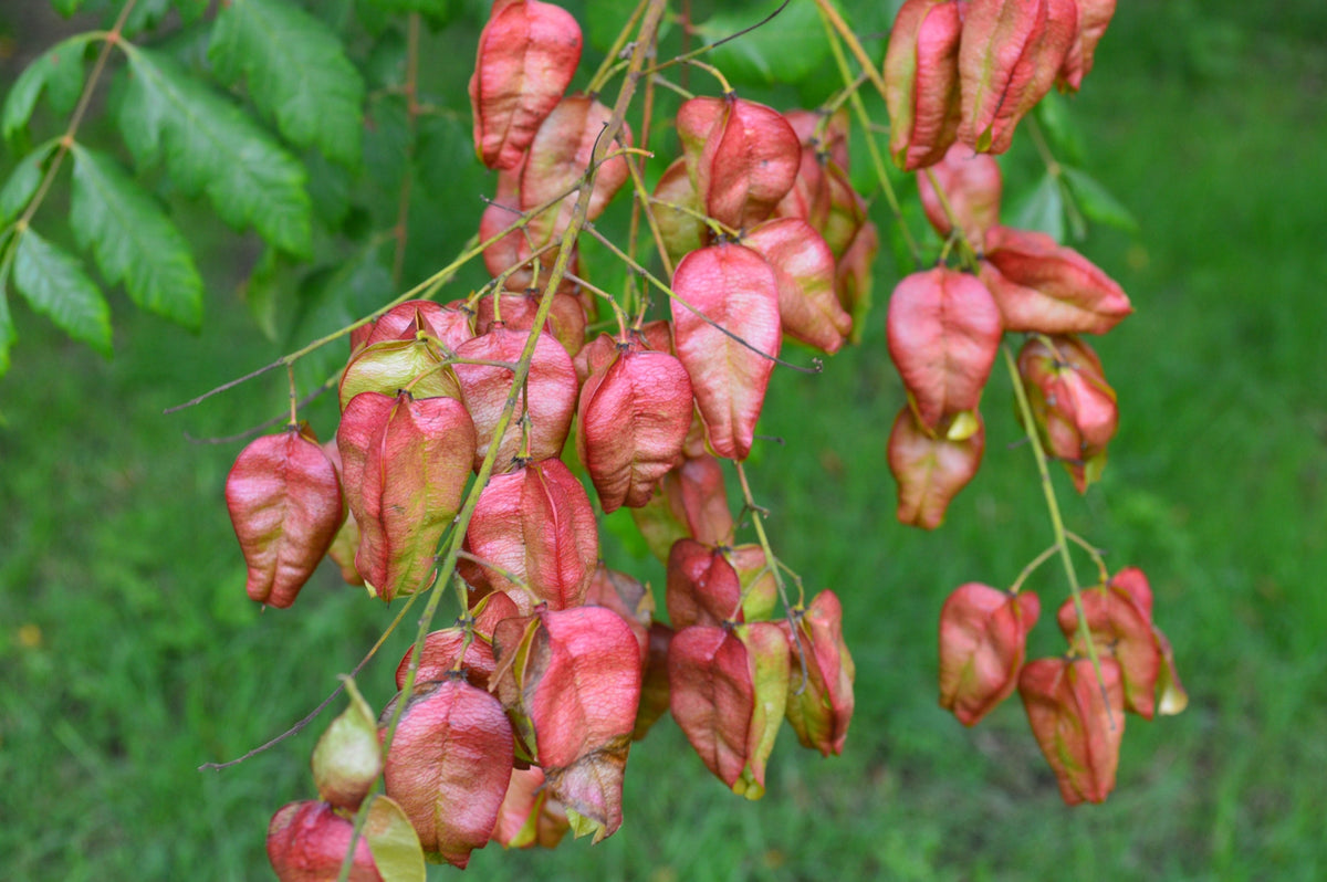 10 DWARF GOLDEN RAIN TREE Koelreuteria Paniculata Nana Yellow Flower Seeds