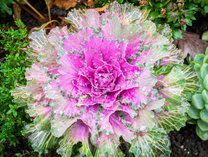 60 ORNAMENTAL KALE MIXED Colors Brassica Oleracea Flower Seeds