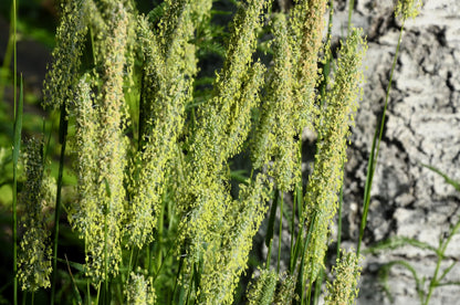 500 DERBY TIMOTHY GRASS Ornamental Phleum Pratense Seeds
