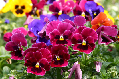 250 Mixed Colors SWISS GIANT PANSY Viola Wittrockiana Flower Seeds