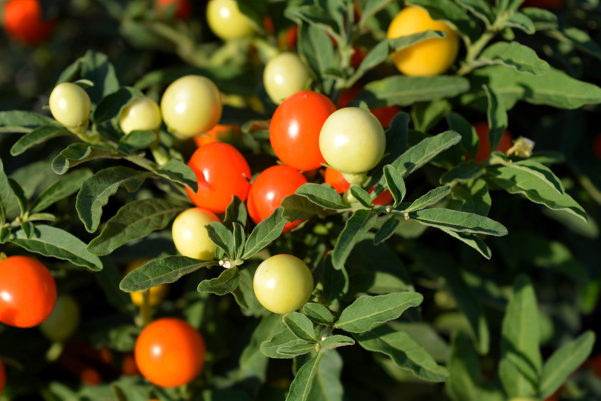 25 JERUSALEM CHERRY Madeira Winter Solanum Pseudocapsicum Flower Seeds