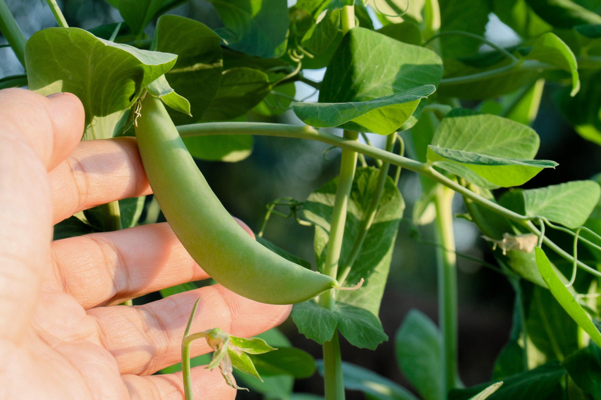 50 Super SUGAR SNAP PEA Pisum Sativum Macrocarpon Vegetable Seeds