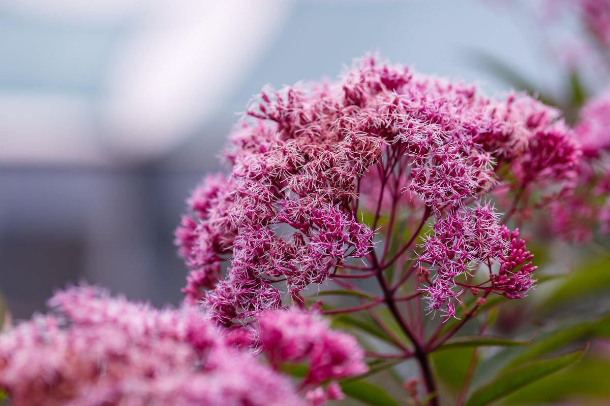 20 HEMP AGRIMONY Eupatorium Cannabinum Raspberries & Cream Flower Seeds