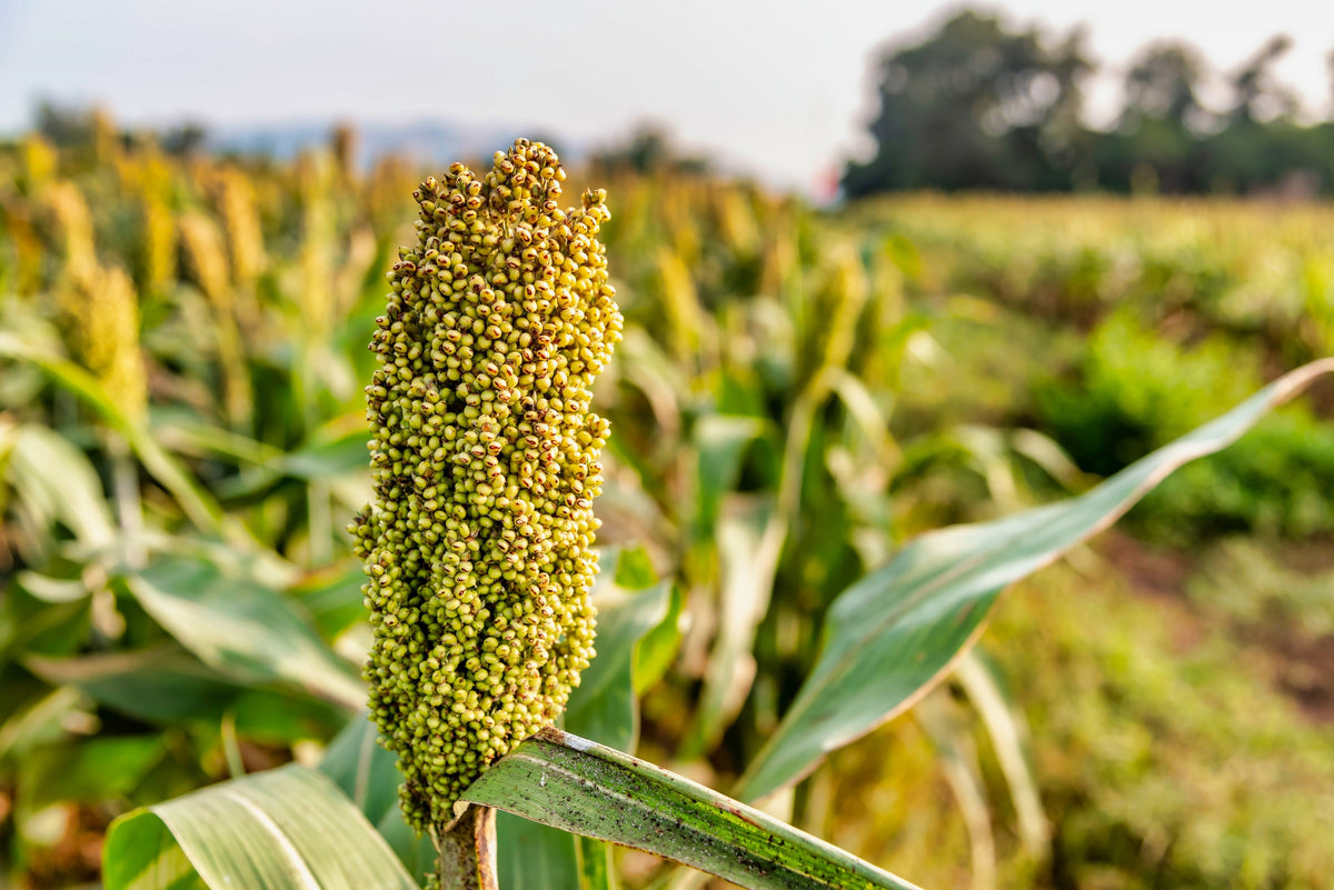 50 TOP 76-6 SORGHUM Bicolor Syrup Flour Grain Vegetable Seeds
