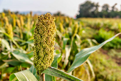 50 TOP 76-6 SORGHUM Bicolor Syrup Flour Grain Vegetable Seeds