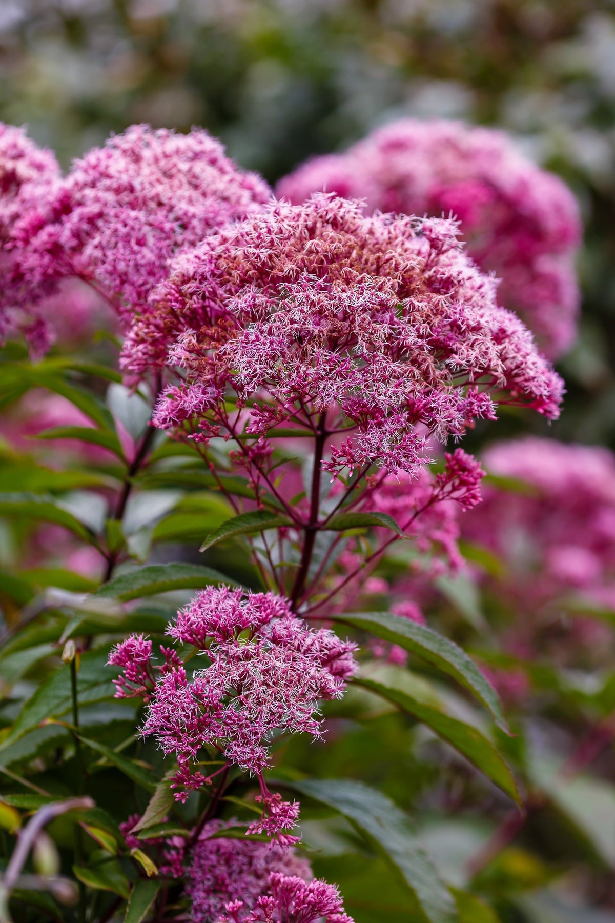 20 HEMP AGRIMONY Eupatorium Cannabinum Raspberries & Cream Flower Seeds