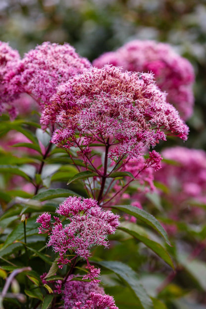 20 HEMP AGRIMONY Eupatorium Cannabinum Raspberries & Cream Flower Seeds