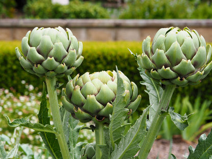 75 GREEN GLOBE ARTICHOKE Cynara Scolymus Vegetable Seeds