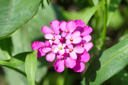 1000 ROSE CARDINAL CANDYTUFT Iberis Umbellata Flower Seeds