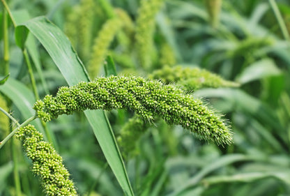 50 LIMELIGHT SPRAY MILLET Light Lime Green Flower Setaria Italica Grass Seeds
