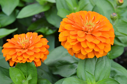 250 ORANGE KING ZINNIA Elegans Flower Seeds