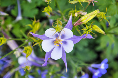 50 Blue ROCKY MOUNTAIN COLUMBINE Aquilegia Caerulea Flower Seeds