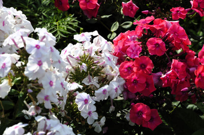 20 MEADOW PHLOX Maculata Mixed Colors Wild Sweet William Native Hummingbird Flower Seeds