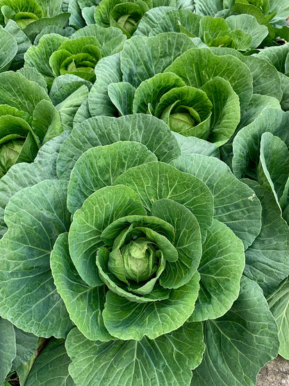 500 Early JERSEY WAKEFIELD CABBAGE Brassica Oleracea Capitata Vegetable Seeds