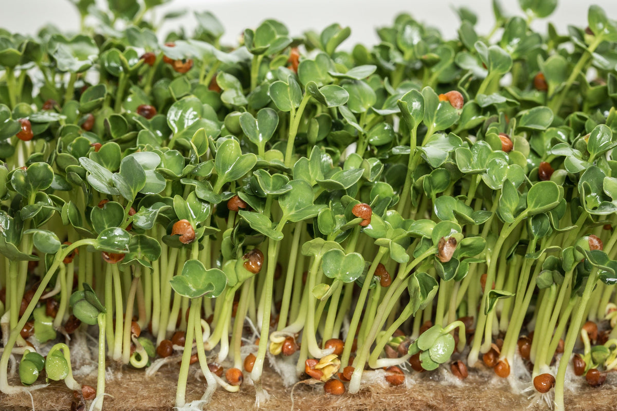 500 OLD FASHIONED MUSTARD Ragged Edge Brassica Juncea Vegetable Seeds