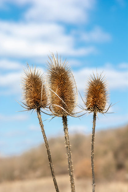 75 FULLERS TEASEL Indian Teasel Dipsacus Sativus White Flower Herb Seeds