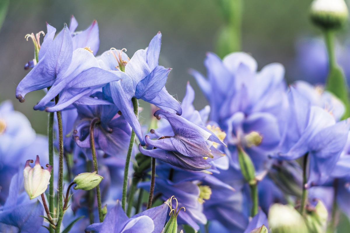 50 Blue ROCKY MOUNTAIN COLUMBINE Aquilegia Caerulea Flower Seeds