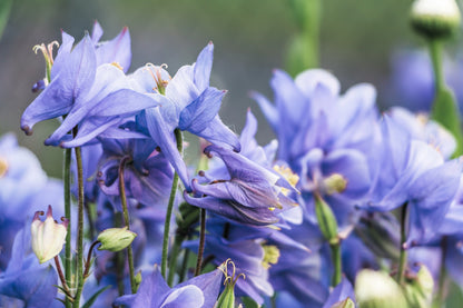 50 Blue ROCKY MOUNTAIN COLUMBINE Aquilegia Caerulea Flower Seeds