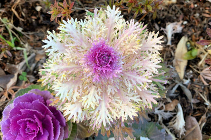 60 ORNAMENTAL KALE MIXED Colors Brassica Oleracea Flower Seeds