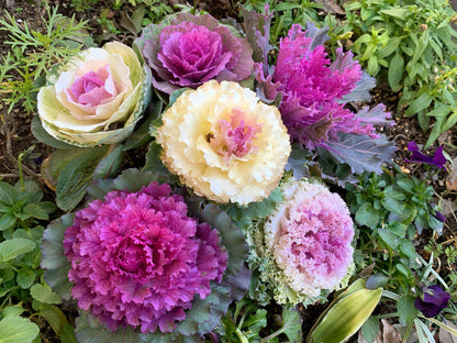 60 ORNAMENTAL KALE MIXED Colors Brassica Oleracea Flower Seeds