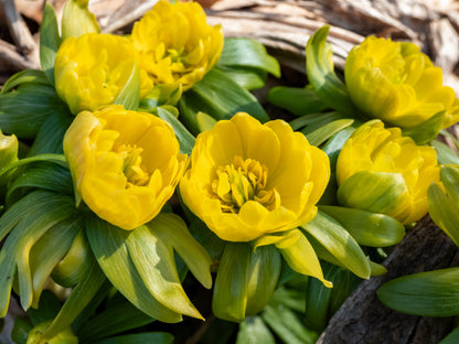 10 WINTER ACONITE Eranthis Hyemalis Yellow Sun Shade Flower Seeds