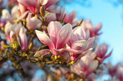 5 SAUCER MAGNOLIA x Soulangeana Denudata & Liliiflora 5 - 10" Pink & White Flower Tulip Tree Seeds