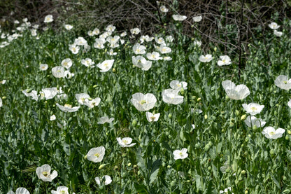 250 PERSIAN WHITE POPPY Papaver Somniferum Flower Seeds