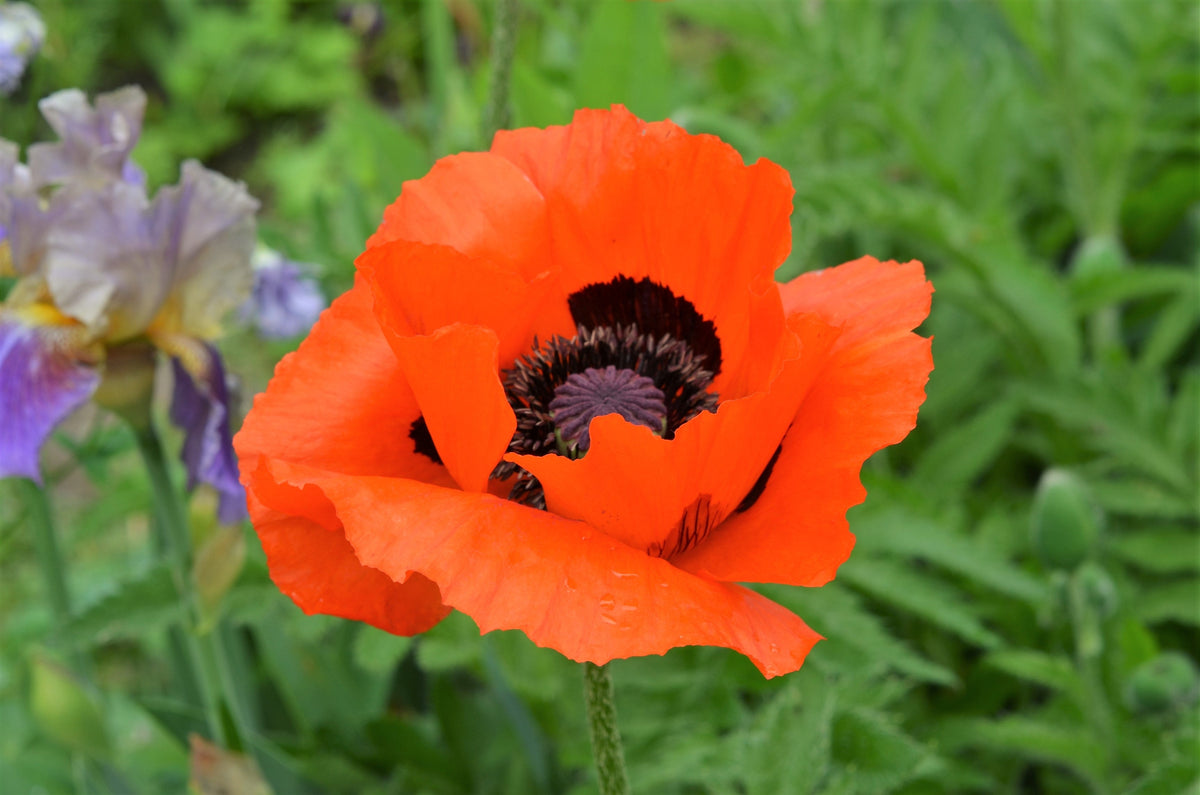 100 PRINCE of ORANGE POPPY Oriental Poppy Papaver Orientale Perennial Flower Seeds