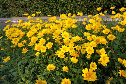 1000 YELLOW SAND COREOPSIS Lanceolata Lanceleaf Tickseed Flower Seeds