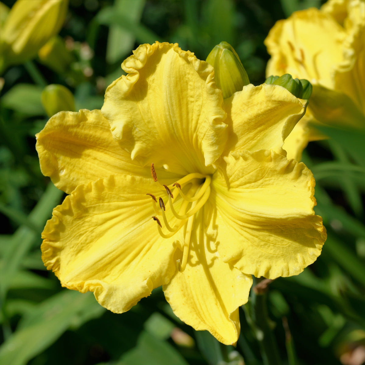10 MIXED COLORS DAYLILY Hemerocallis Day Lily Fine Mix Red Purple Flower Seeds